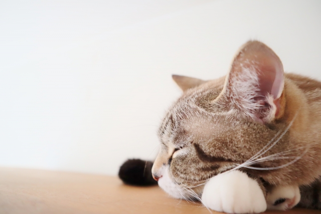現在の世界の猫型人間（名前はまだない…）